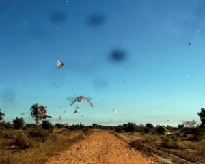 Les criquets envahissent Madagascar (© ACF)
